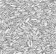 avena - frumento Disegni Da Colorare Stampabili